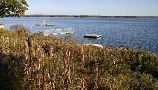 Cumberland County Coastal Plant Guide