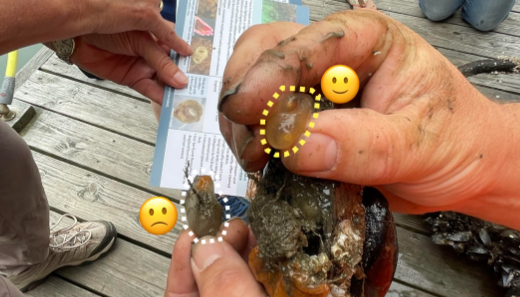 Marine Invader Monitoring & Information Collaborative